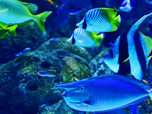 Blue and Pink Tang Fish