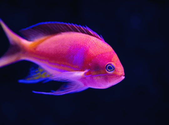 Blue and Pink Tang Fish