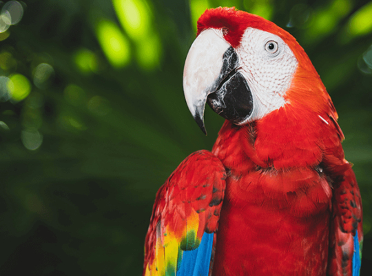 Macaw female with DNA